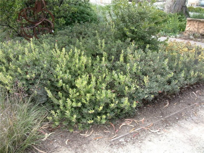 Plant photo of: Arctostaphylos 'Pacific Mist'