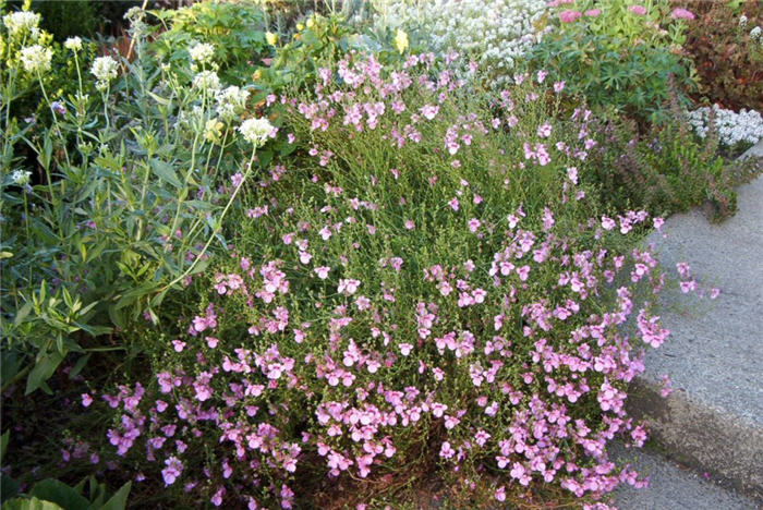 Hybrid Twinspur or Diascia