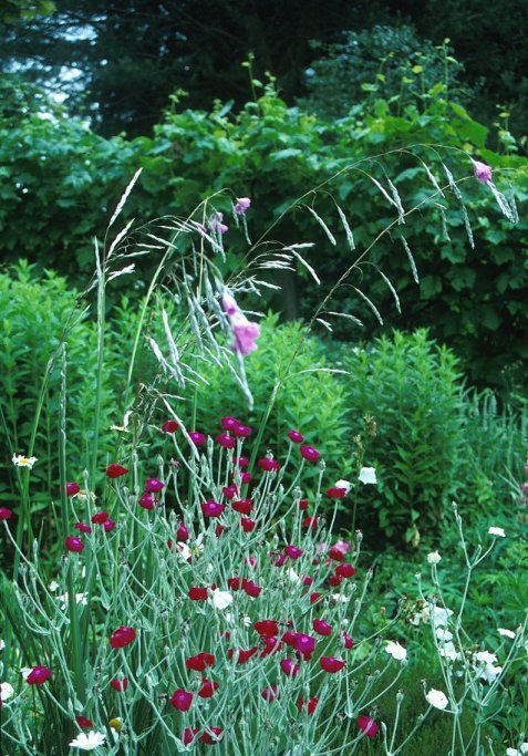 Dierama pendulum