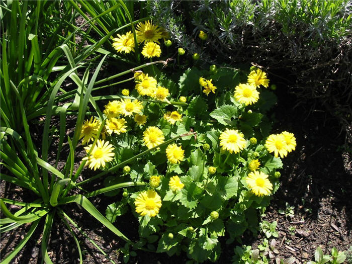 Doronicum cordatum  'Little Leo'