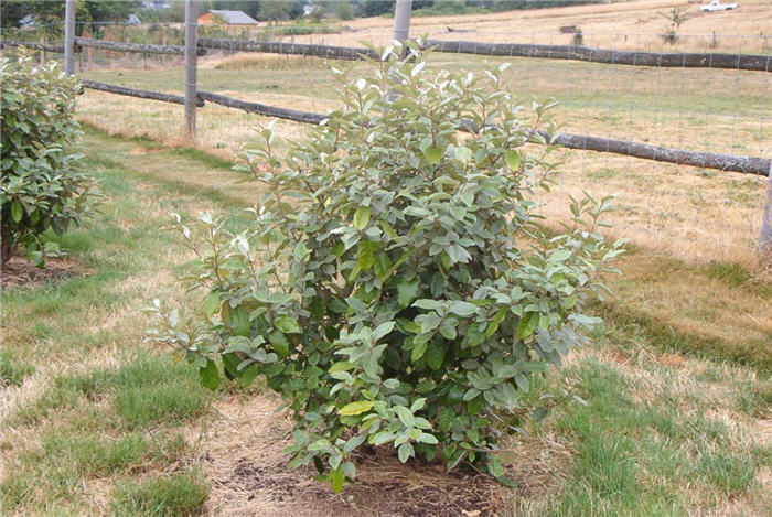Elaeagnus X ebbingei