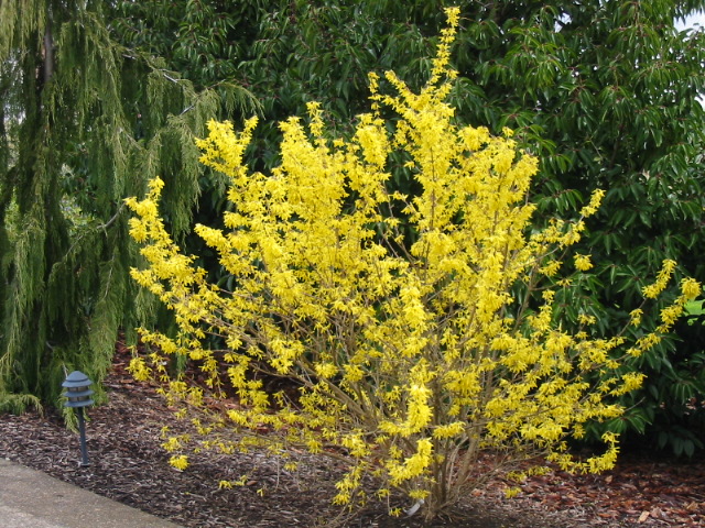 Forsythia X intermedia 'Spring Glory'