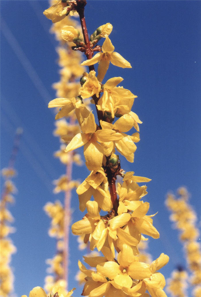 Plant photo of: Forsythia X intermedia 'Spring Glory'