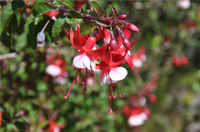 Fuchsia X hybrida 'Son of Tom'