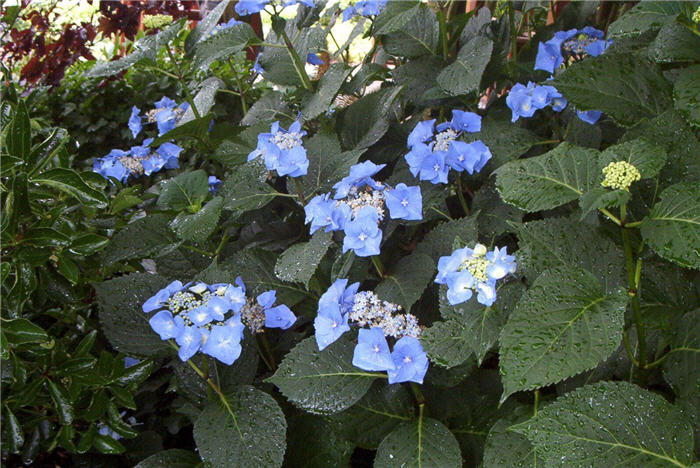 Hydrangea macrophylla 'Lacecap'