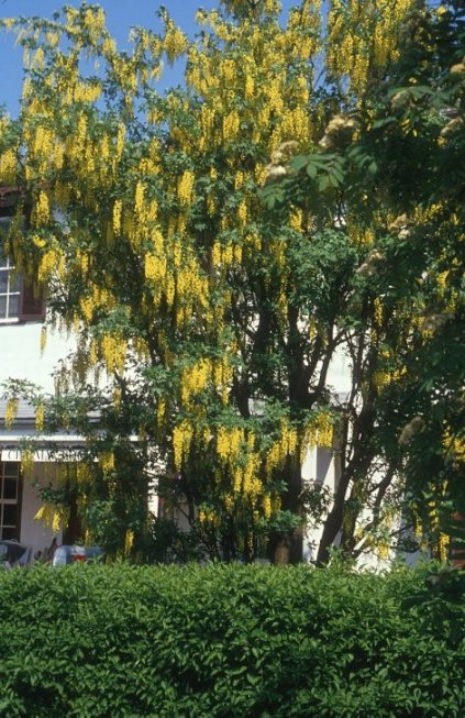 Vossi Goldenchain Tree