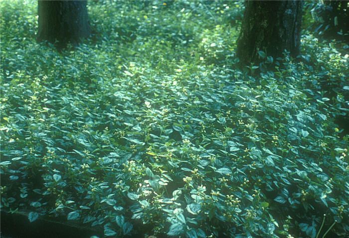 Lamium galeobdolon 'Florentinum