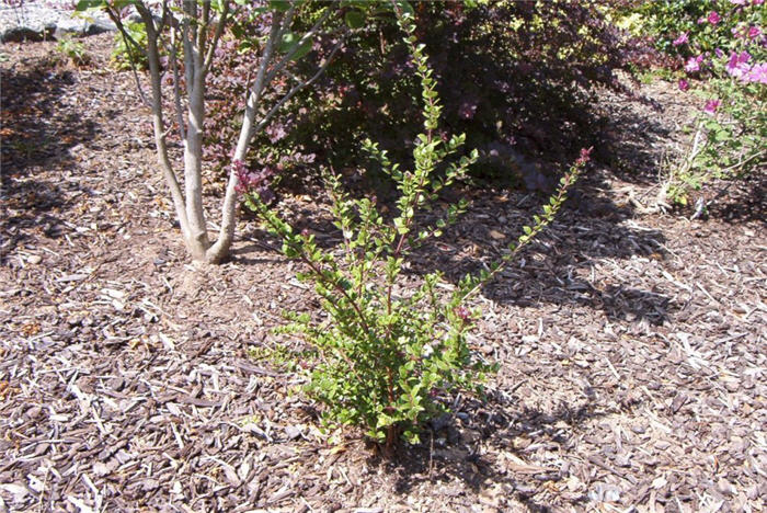 Lonicera nitida 'Red Tip'