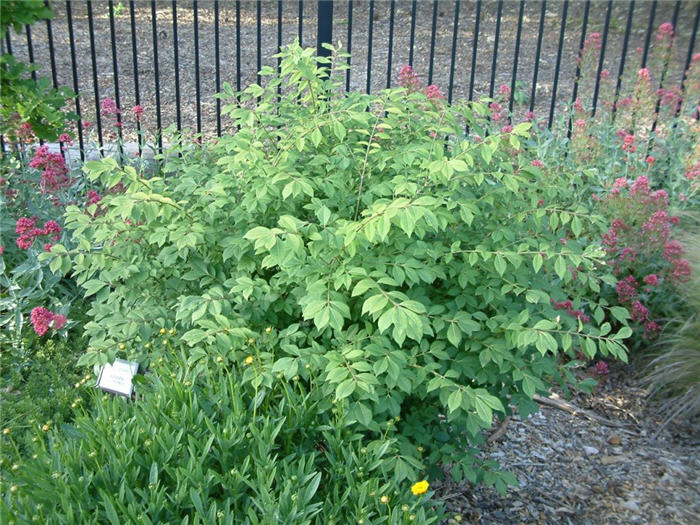 Euonymus alatus