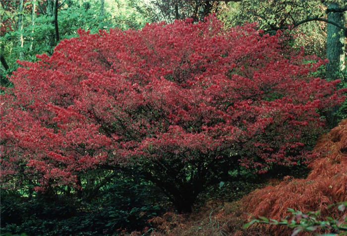 Plant photo of: Euonymus alatus