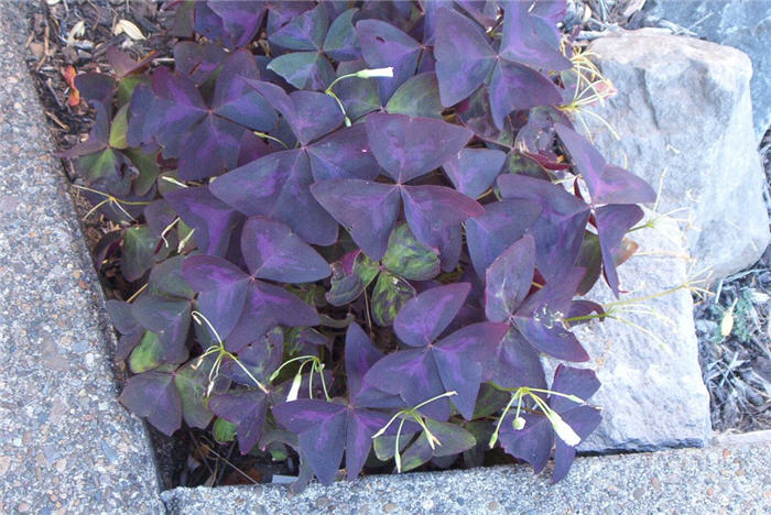 Purple Shamrock