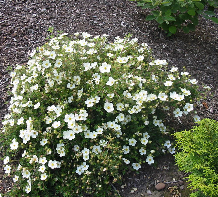 Potentilla fruticosa 'Frosty'
