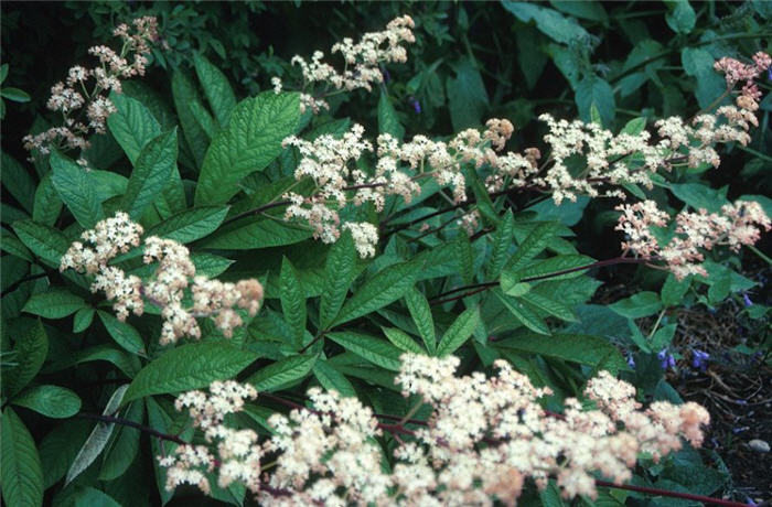Rodgersia sambusifolia
