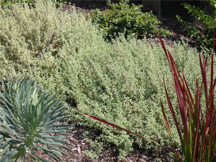 Thymus 'Silver Posey'