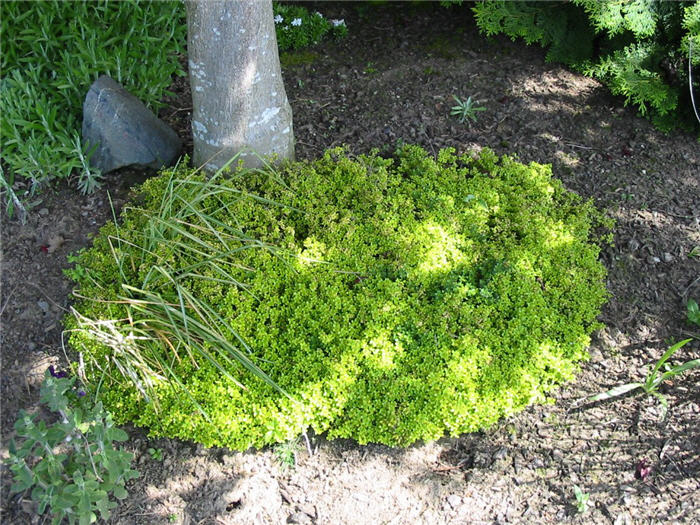 Thymus X citriodorus 'Aureus'