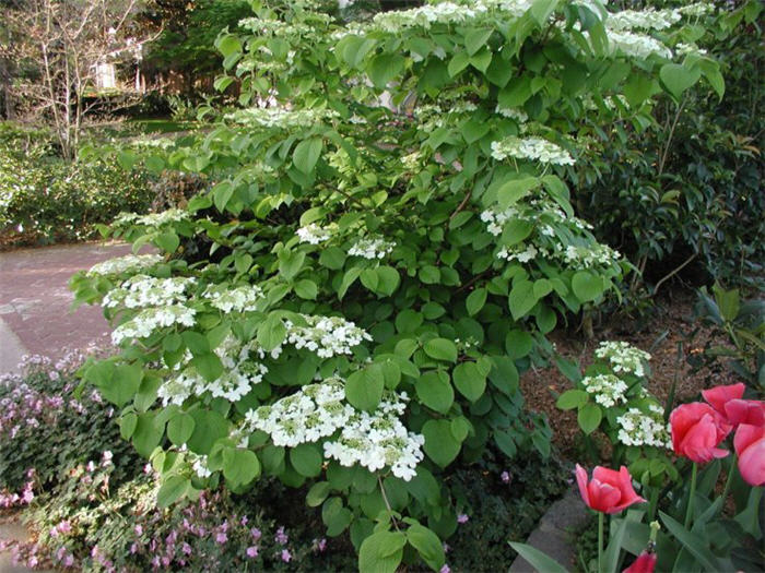 Shasta Doublefile Viburnum