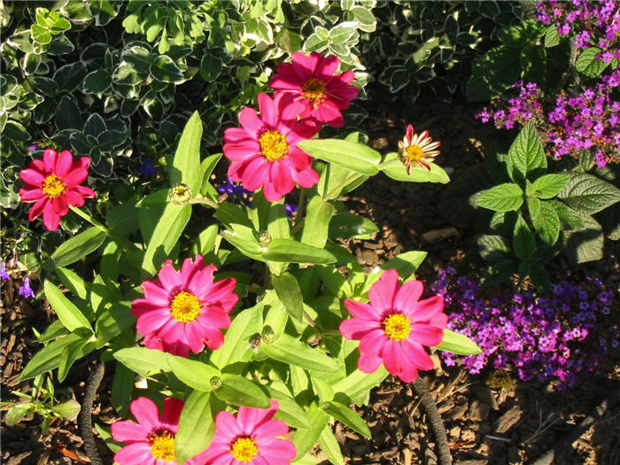 Zinnia elegans (Profusion Series)