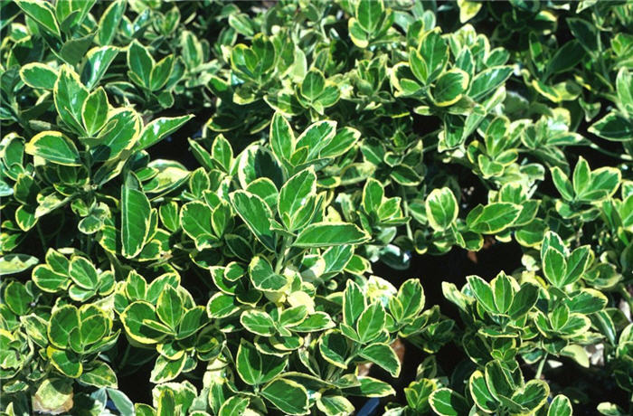 Euonymus japonicus cv.
