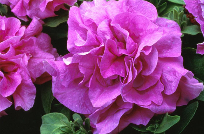 Petunia X hybrida 'Heavenly Lavender'