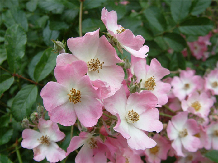 Rosa 'Nearly Wild'