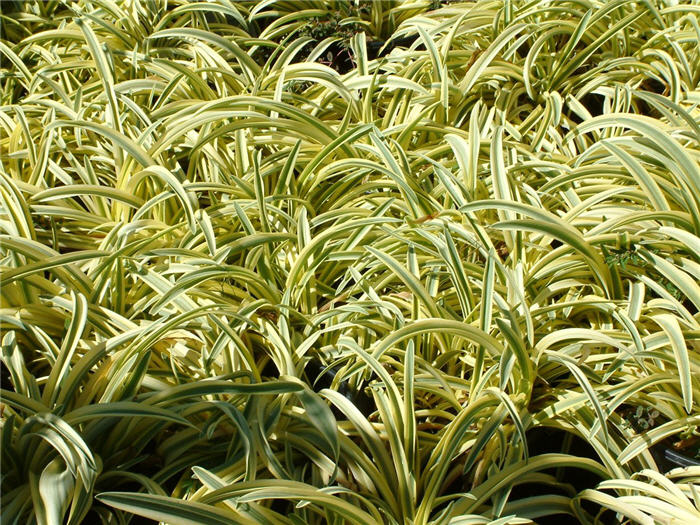 Agapanthus 'Summer Gold'