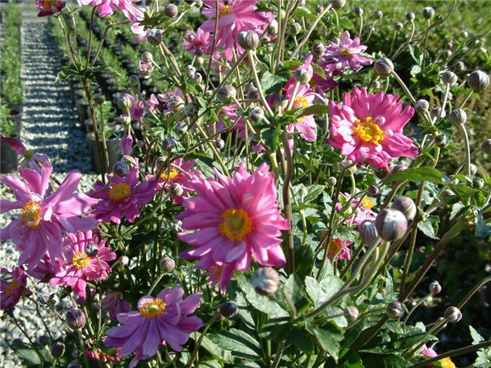 Anemone X hybrida