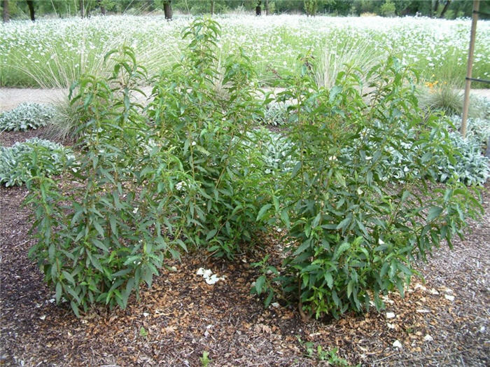 Cistus ladanifer 'Albiflorus'
