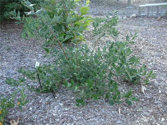 Garrya elliptica 'James Roof'