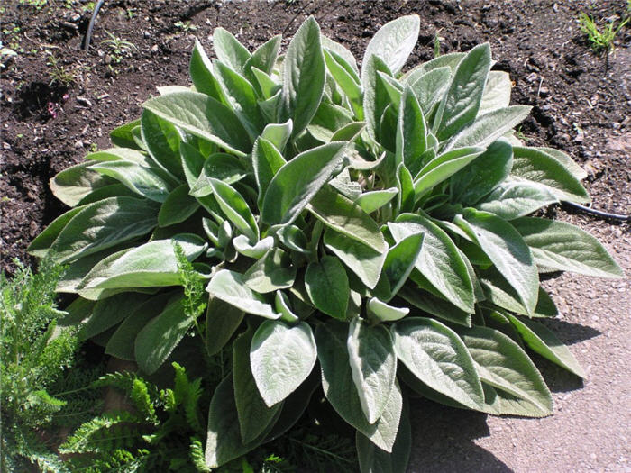 Stachys byzantina 'Helene von Stein'