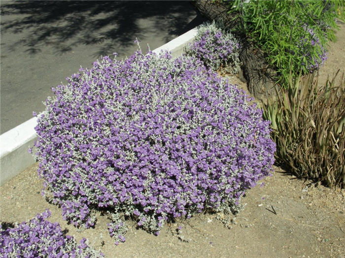 Leucophyllum candidum