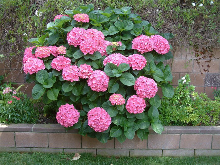 Hydrangea species