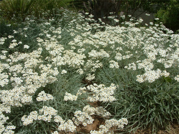 Achillea X kellereri
