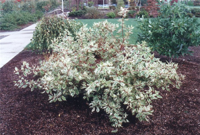 Cornus alba 'Elegantissima Variegata'