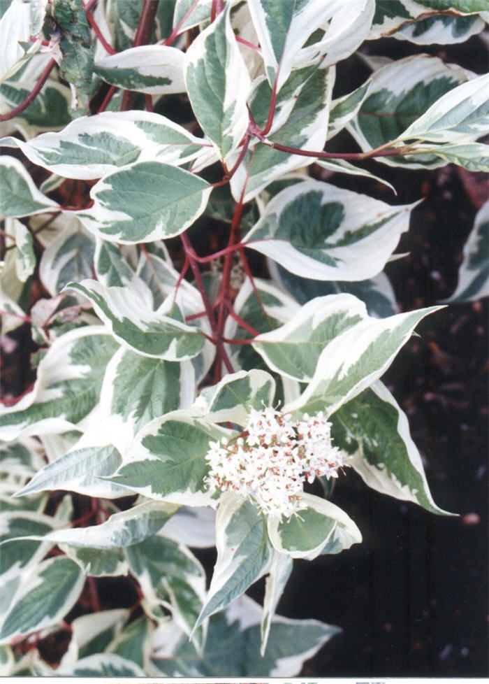 Plant photo of: Cornus alba 'Elegantissima Variegata'