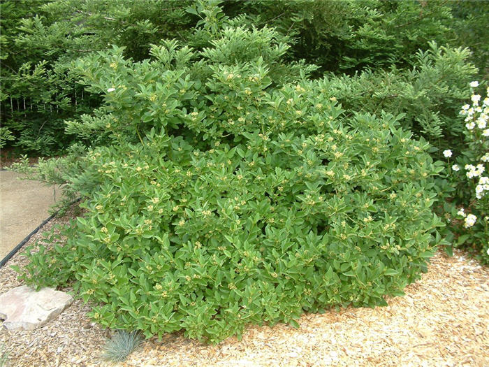 Cornus sericea ssp. occidentalis