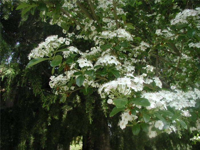 Crataegus laevigata 'White'