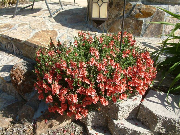 Ruby Fields Twinspur