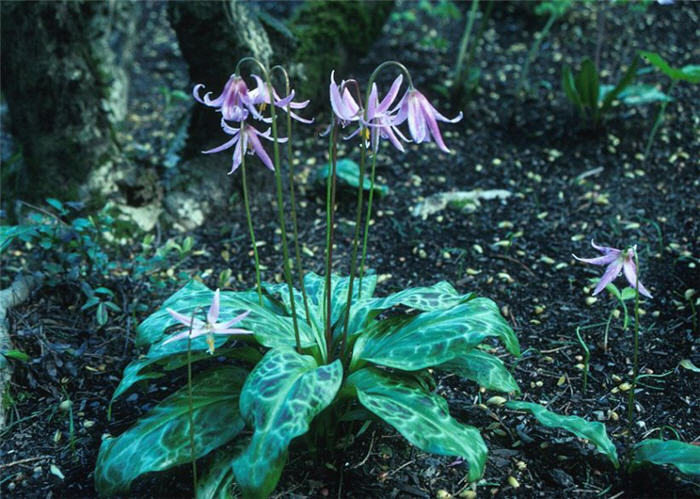 Erythromium revolutum