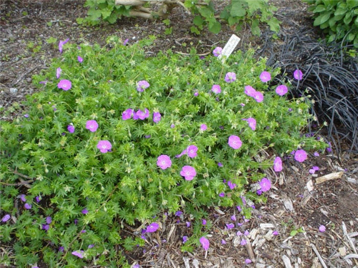 Geranium sanguineum 'New Hampshire'