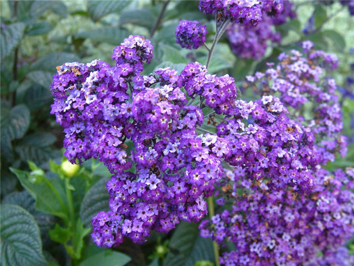 Heliotrope Black Beauty