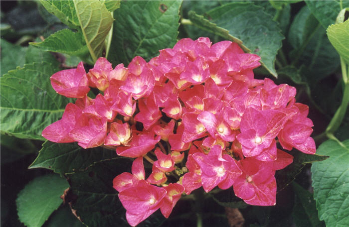 Hydrangea macrophylla 'Monred Red 'N Pre