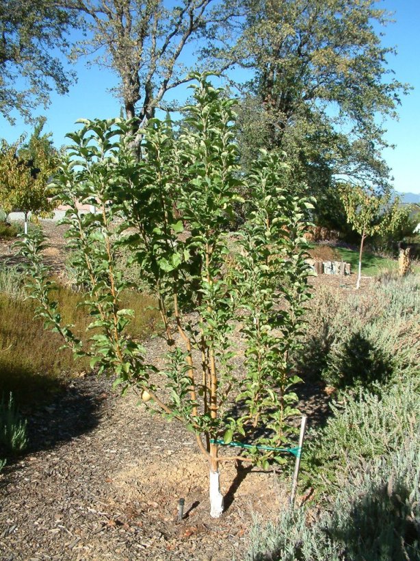 Apple Golden Delicious
