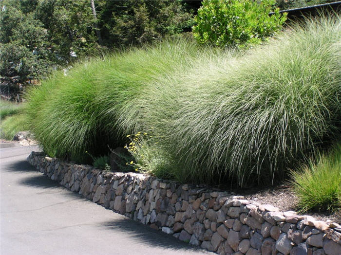 Miscanthus sinensis 'Sarabande'