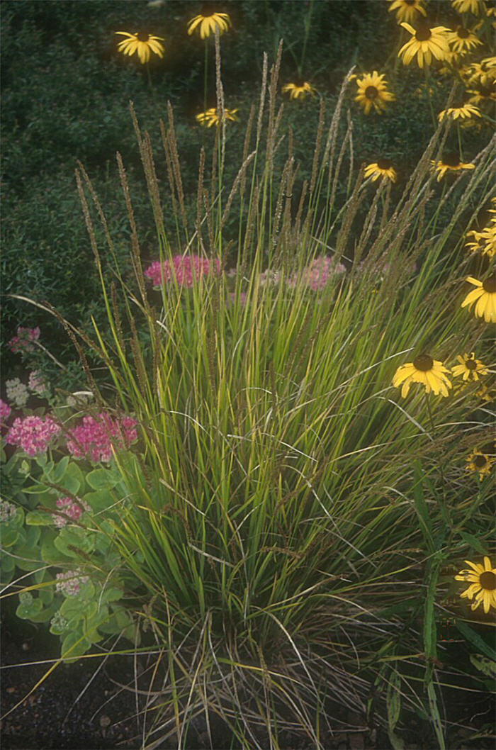 Molinia caerulea 'Moorehexe'