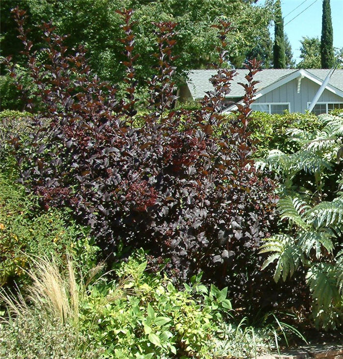 Physocarpus opulifolius