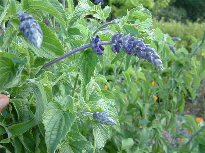 Prairie Sage