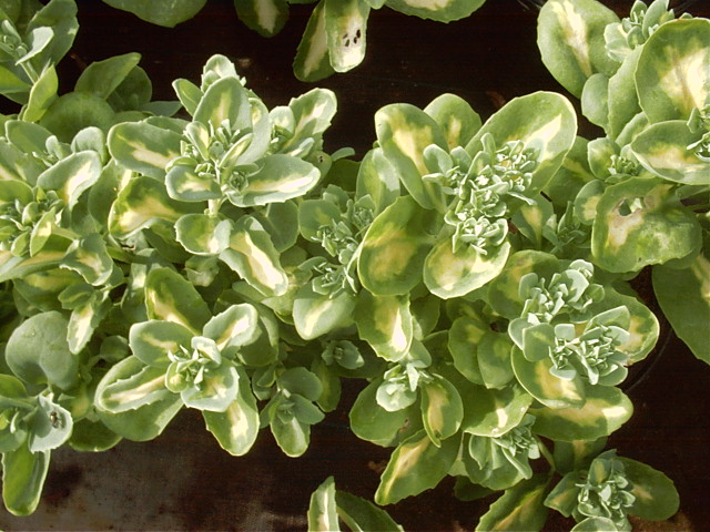Sedum sieboldii 'Medio-variegatum'