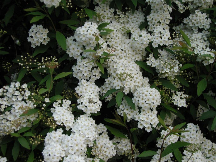 Spiraea alba