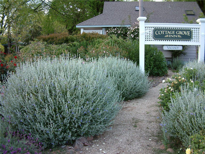 Compact Bush Germander