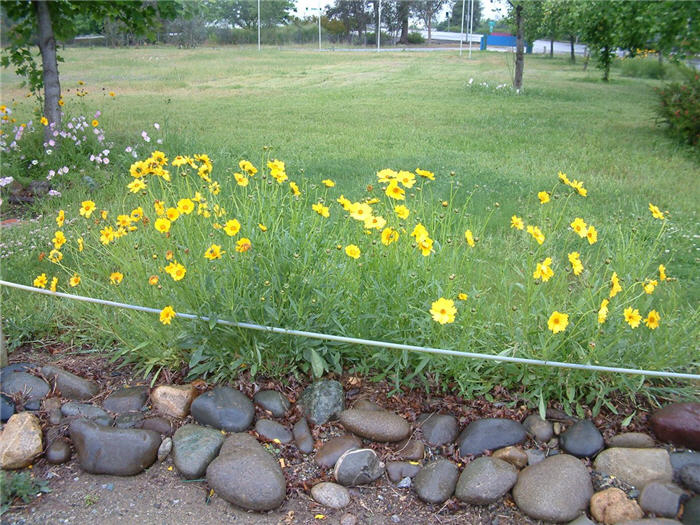 Coreopsis grandiflora